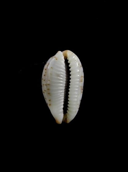 Cypraea erythraeensis 17,2 mm Gem-10895
