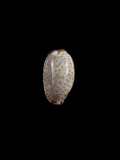 Cypraea irrorata " Big size" 12,9 mm Gem-0