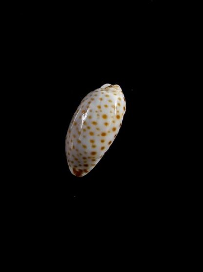 Cypraea irrorata " Big size" 12,9 mm Gem-10922