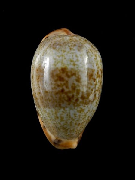 Erronea xanthodon " Giant " 36 mm Gem-0