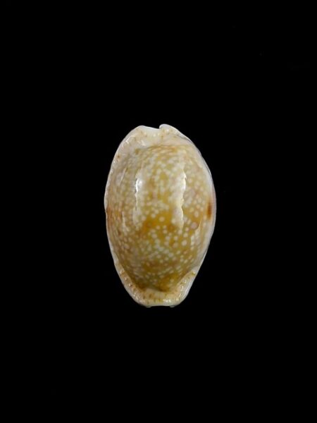 Cypraea erosa chlorizans " Dwarf" Gem 21,4 mm-0