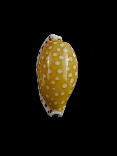 Cypraea cumingii. f. cleopatra 19 mm Gem-0