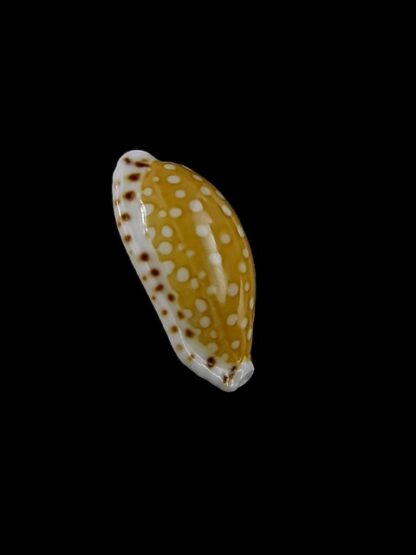 Cypraea cumingii. f. cleopatra 19 mm Gem-10883