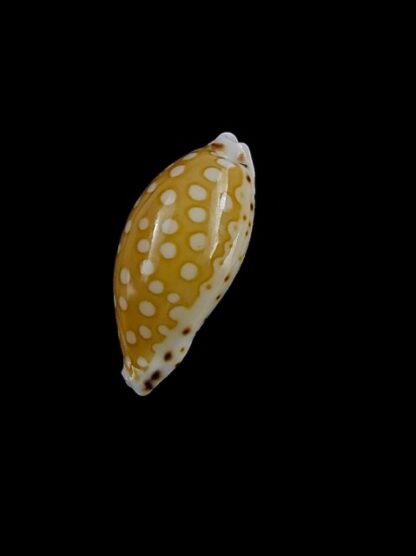 Cypraea cumingii. f. cleopatra 19 mm Gem-10884