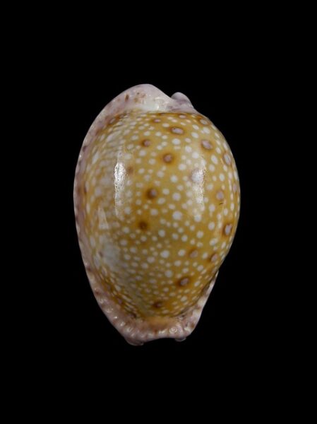 Cypraea marginalis marginalis 31,4 mm Gem-0