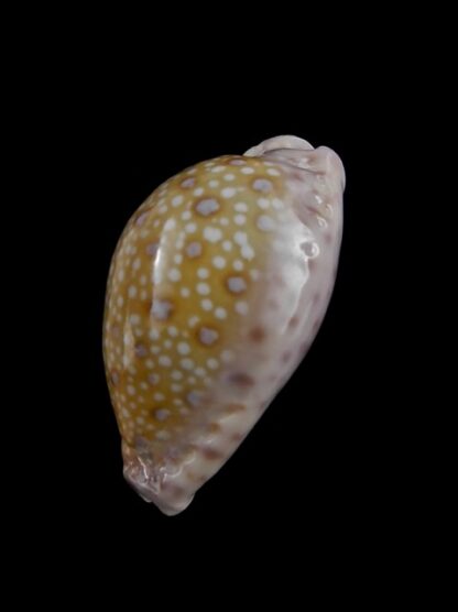 Cypraea marginalis marginalis 31,4 mm Gem-10937