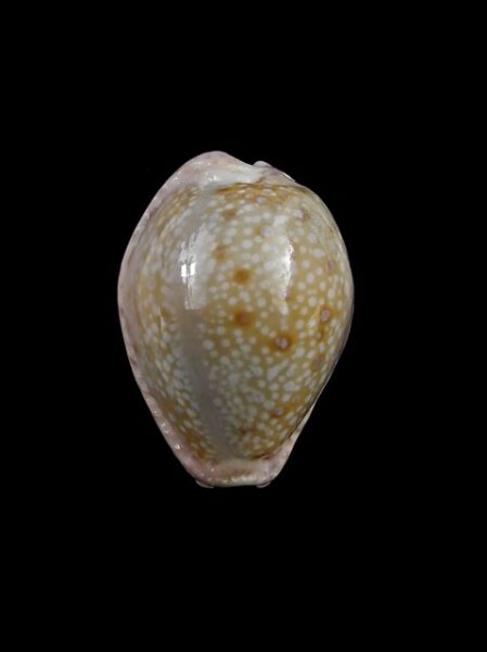 Cypraea marginalis marginalis 25,1 mm Gem-0