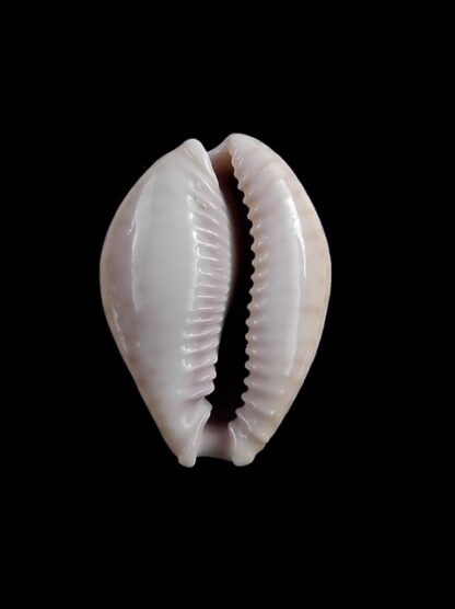 Cypraea marginalis marginalis 25,1 mm Gem-10933