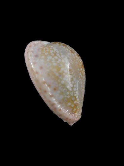 Cypraea marginalis marginalis 25,1 mm Gem-10932