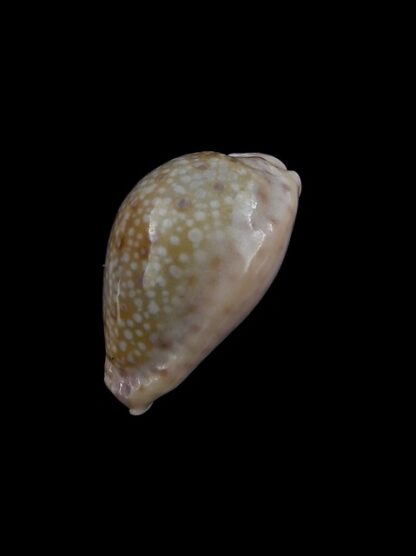 Cypraea marginalis marginalis 25,1 mm Gem-10931