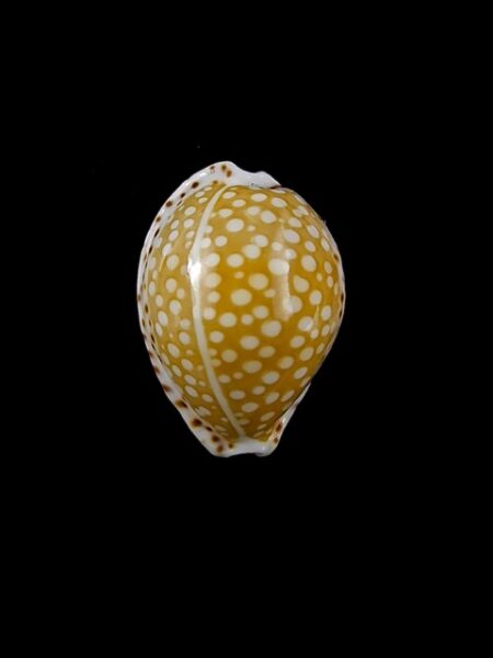 Cypraea gaskoinii 19 mm Gem-0