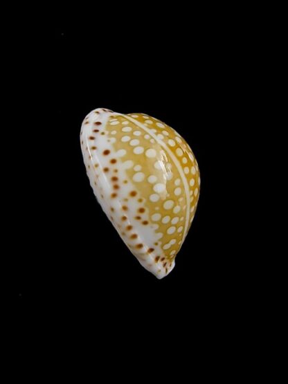 Cypraea gaskoinii 19 mm Gem-10905