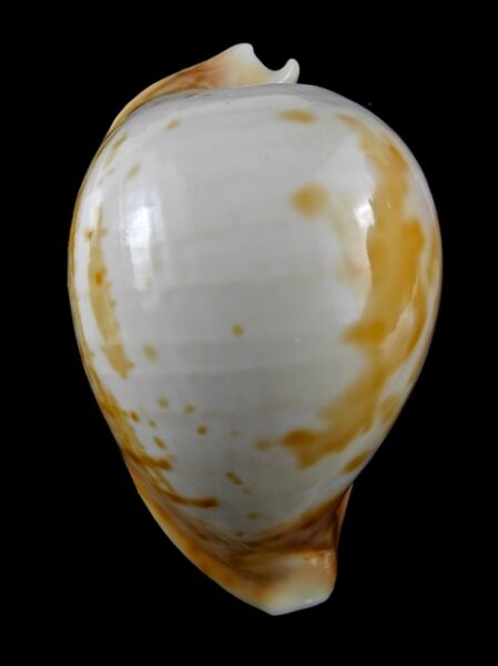Umbilia armeniaca"Special color" 86,8 mm Gem (-)-0