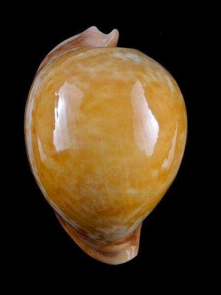 Umbilia armeniaca"Special color" 84,5 mm Gem-0