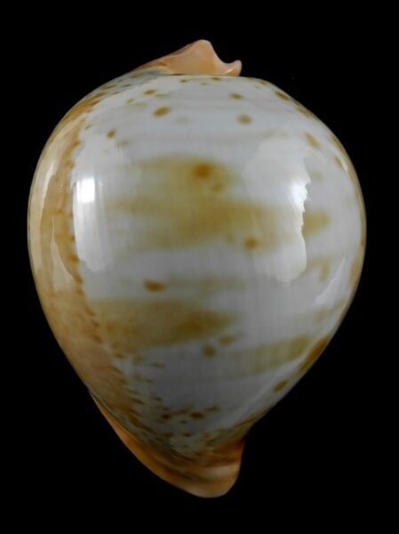 Umbilia armeniaca"Special color" 94,2 mm Gem (-)-0