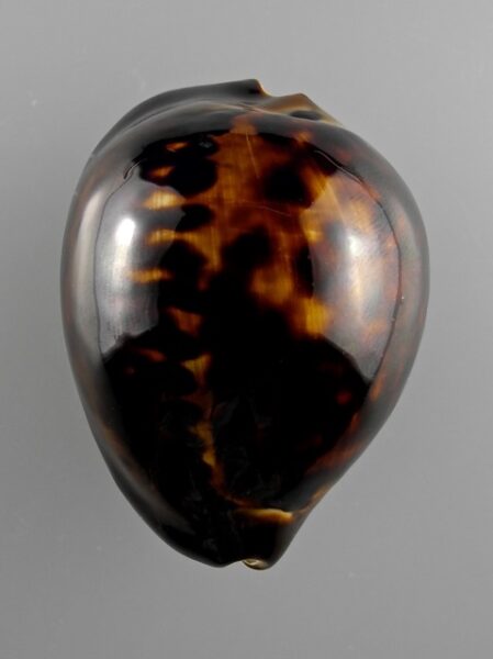 Zoila thersites "black" 59,3 mm Gem-0