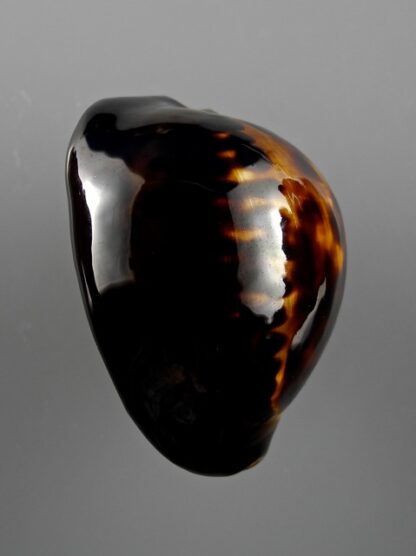 Zoila thersites "black" 59,3 mm Gem-10832