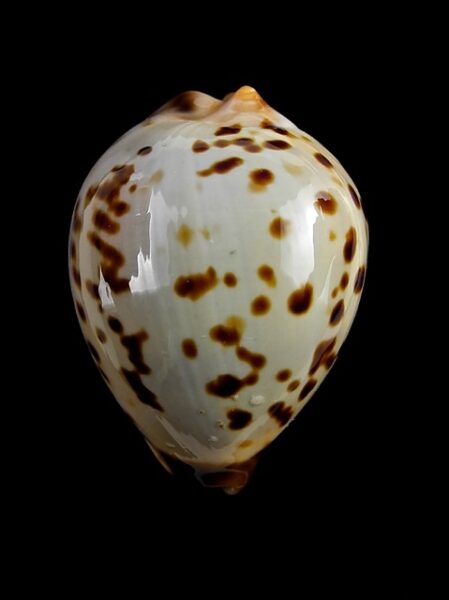 Zoila perlae F+++/Gem 40,9 mm-0