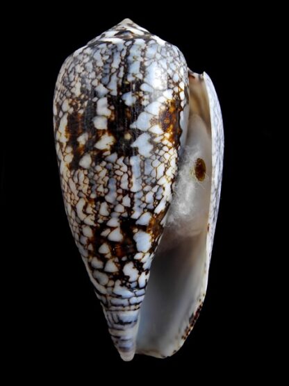 Conus victoriae .. Big size .. 63,4 mm Gem-10976
