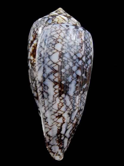 Conus victoriae .. Big size .. 63,4 mm Gem-10977