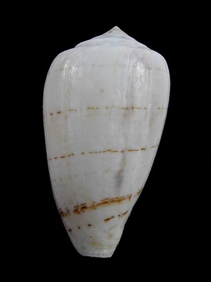 Conus victoriae .. White .. 47,4 mm F+++/Gem-11037