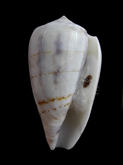 Conus victoriae .. White .. 47,4 mm F+++/Gem-11034