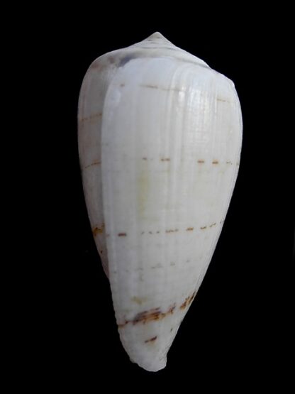 Conus victoriae .. White .. 47,4 mm F+++/Gem-11038