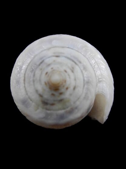 Conus victoriae .. White .. 47,4 mm F+++/Gem-11036