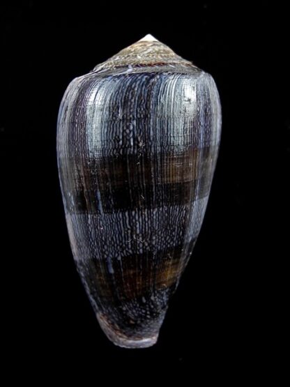 Conus victoriae .. Black.. 44,7 mm Gem-11007