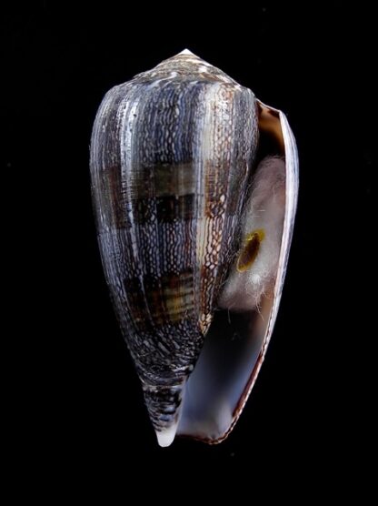 Conus victoriae .. Black.. 44,7 mm Gem-11008