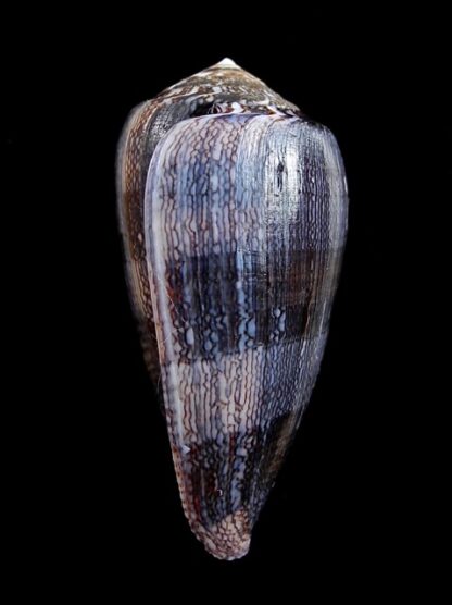 Conus victoriae .. Black.. 44,7 mm Gem-11005