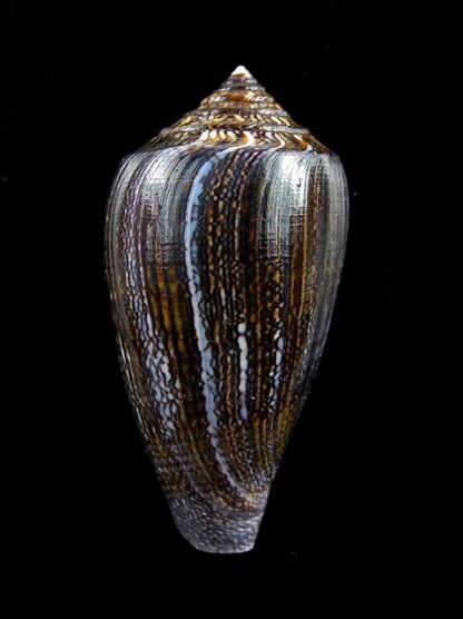 Conus victoriae .. Black.. 43,1 mm Gem-10994