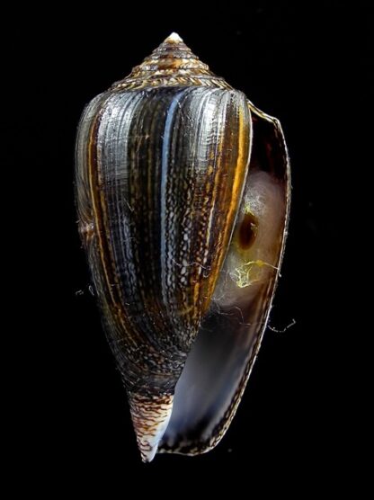 Conus victoriae .. Black.. 43,1 mm Gem-10998