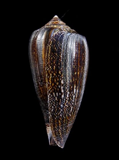 Conus victoriae .. Black.. 43,1 mm Gem-10996