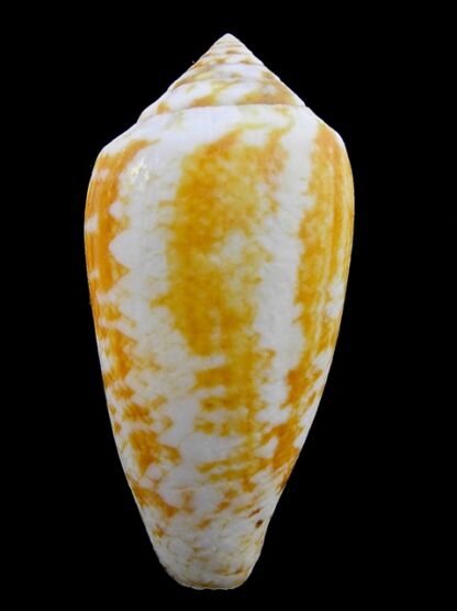 Conus victoriae .. Orange.. 57,1 mm F+++-11024