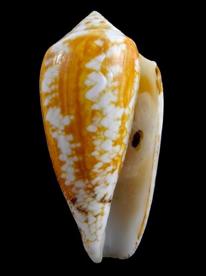 Conus victoriae .. Orange.. 57,1 mm F+++-11026