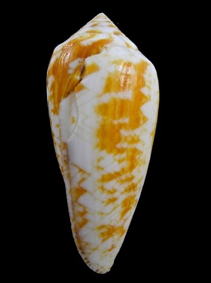 Conus victoriae .. Orange.. 57,1 mm F+++-11027