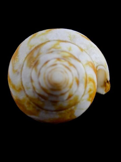 Conus victoriae .. Orange.. 57,1 mm F+++-11028