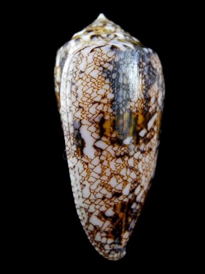 Conus victoriae 56,4 mm Gem-11101