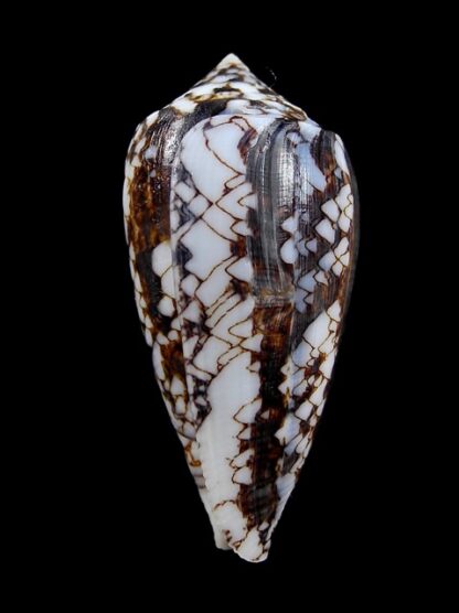 Conus victoriae 48,5 mm Gem-11052
