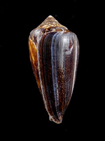 Conus victoriae .. Black.. 42,9 mm F+++-10985