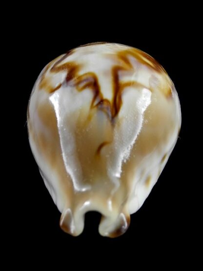 Cypraea fultoni amorimi 67,2 mm F+++/Gem-11144