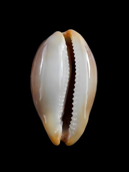 Cypraea lurida oceanica 30,6 mm Gem-11154