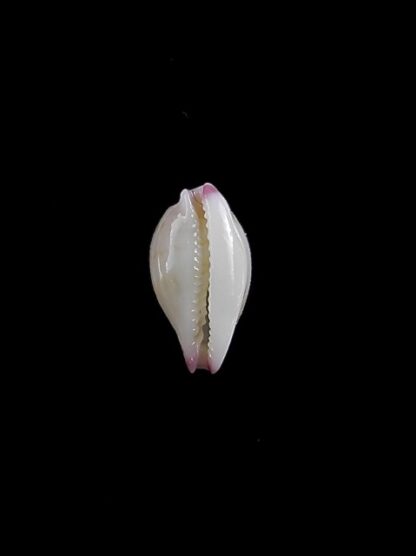 Cypraea barbieri 9,4 mm "Very Fresh dead"-11175