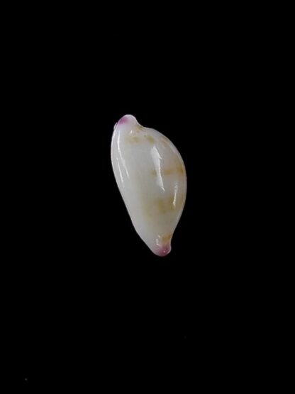 Cypraea barbieri 9,4 mm "Very Fresh dead"-11176