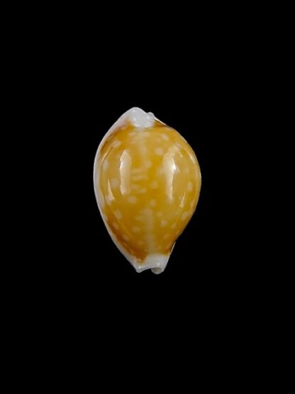 Cypraea bernardi 13,9 mm-11193
