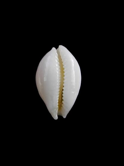 Cypraea bernardi 13,9 mm-11197