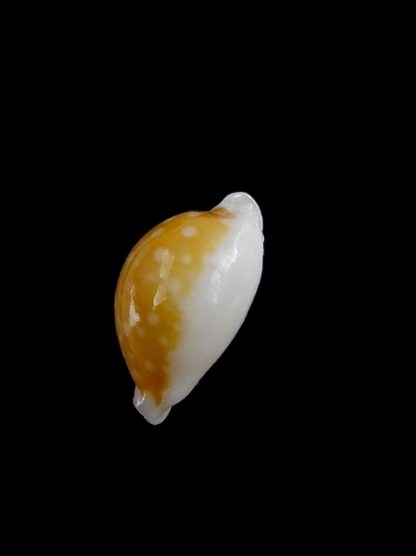 Cypraea bernardi 13,9 mm-11196