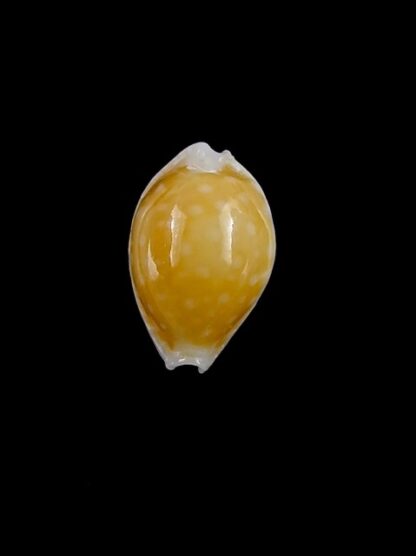 Cypraea bernardi 12,6 mm-11183