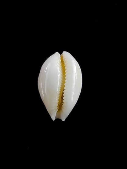 Cypraea bernardi 12,6 mm-11187